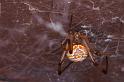 Latrodectus_hasselti_D3407_Z_85_E. of Nuendah homestead_Australie